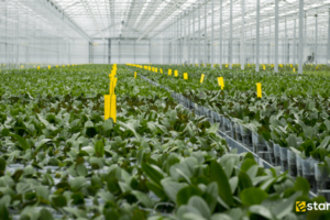 Types-of-horticulture-Farming-in-India-1200×720